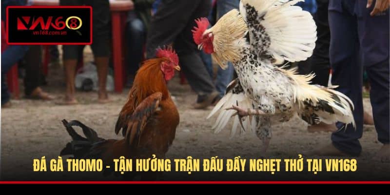 Đá Gà Thomo